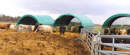 Shelter szarvasmarháknak, mérete 6 x 6 m